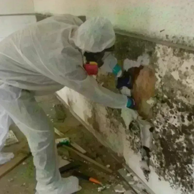 Mold Remediation and Removal in West Warwick, RI